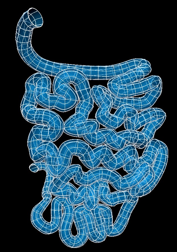 ../../../_images/scaffoldmaker_human_smallintestine.jpg