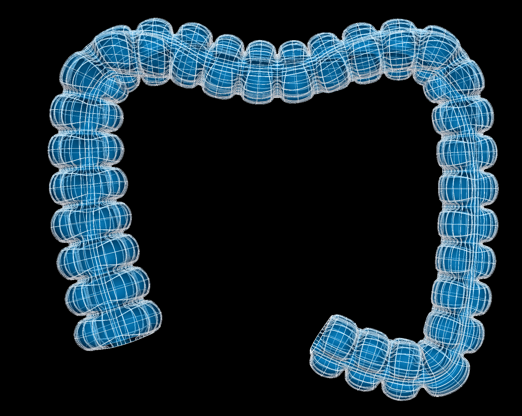 ../../../_images/scaffoldmaker_human_colon.jpg